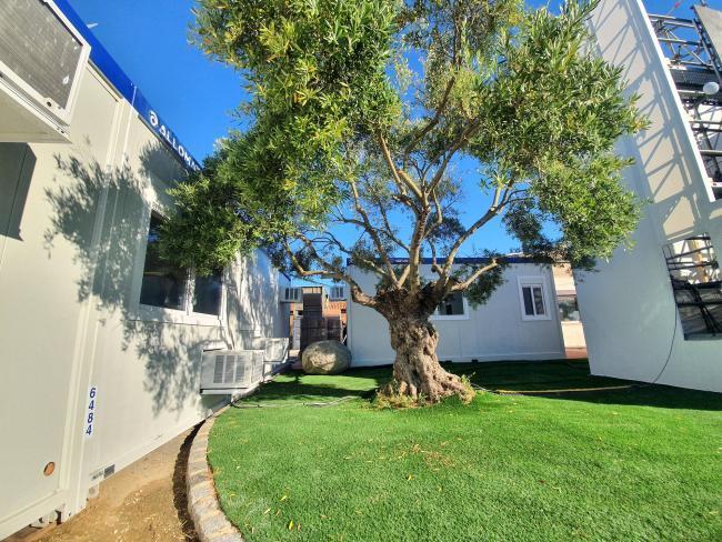 Espace extérieur aménagé entre deux modules de bureau de chantier (type occasion) avec olivier et gazon.