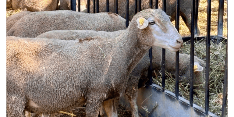 Moutons tondus dans un enclos.