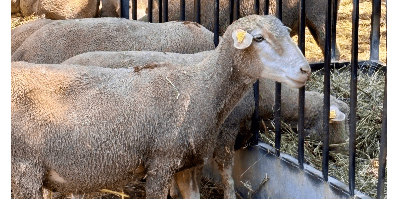 Moutons tondus dans un enclos.