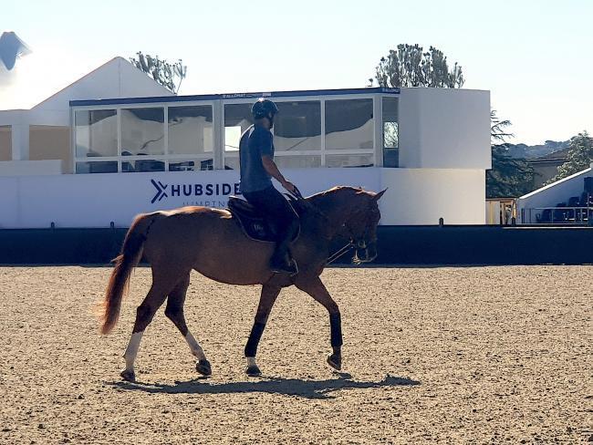 Cavalier et cheval devant un grand bâtiment modulaire vitré (type bureau de chantier occasion) lors du Hubside Jumping.